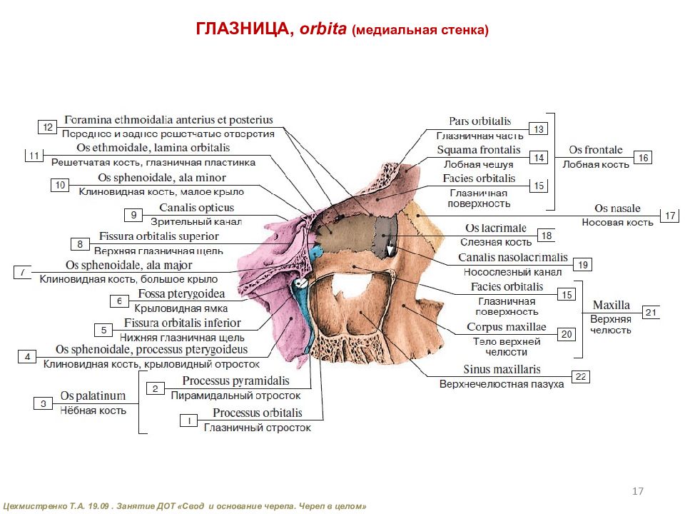 Стенка на латыни анатомия