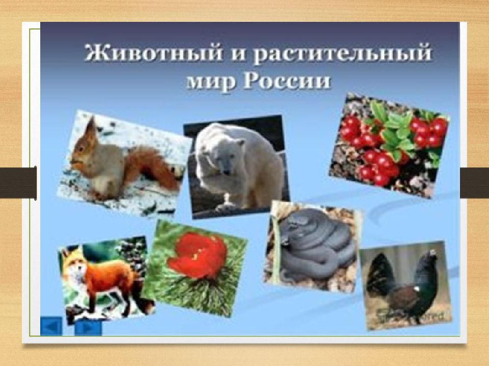 флора и фауна России
