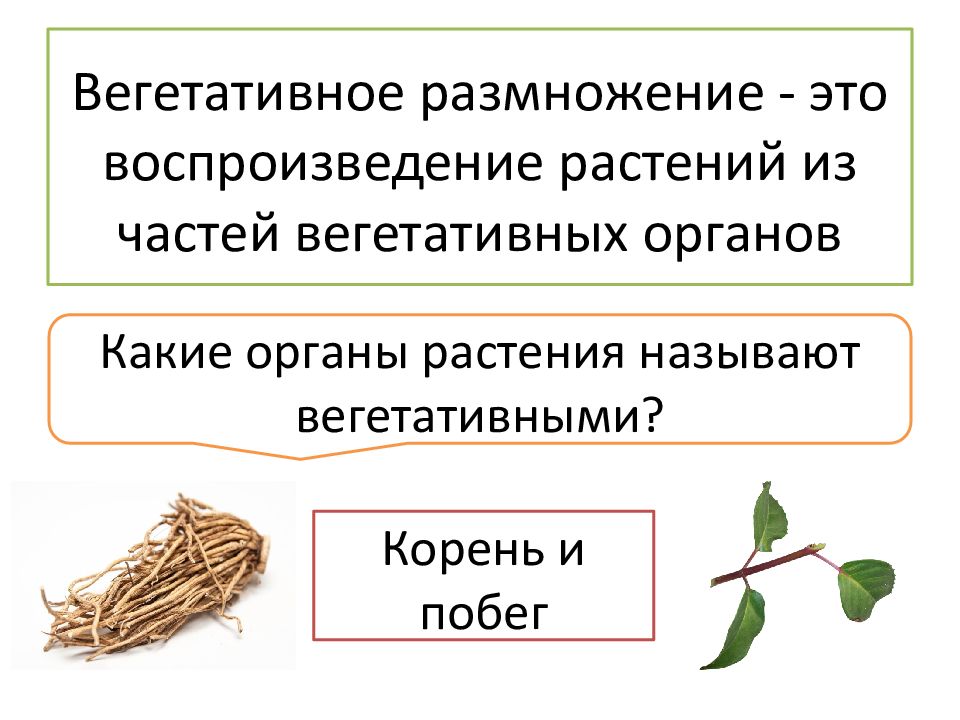 Вегетативное размножение растений презентация