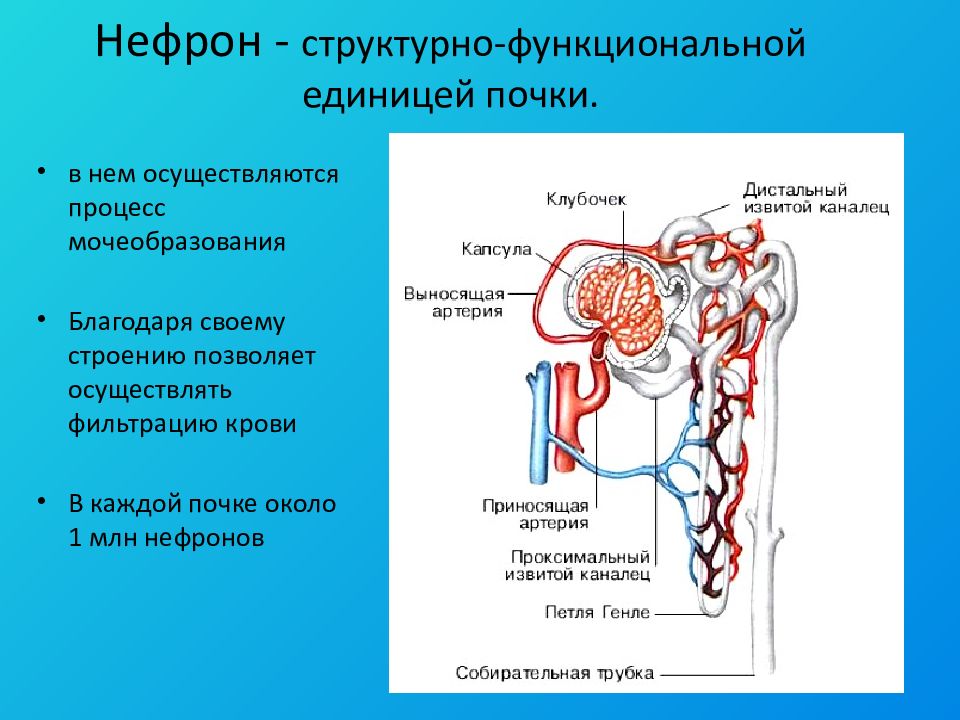 Поч татель. Нефрон структурно-функциональная единица почки. Строение нефрона вторичной почки. Структурное строение нефрона. Структура нефрона почки.