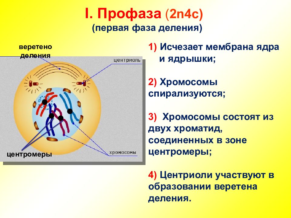 Ядерная оболочка хромосомы. Фаза деления клетки профаза. Профаза ядро ядерные оболочки ядрышки. Фаза деления - профаза 1. Стадии деления профаза.