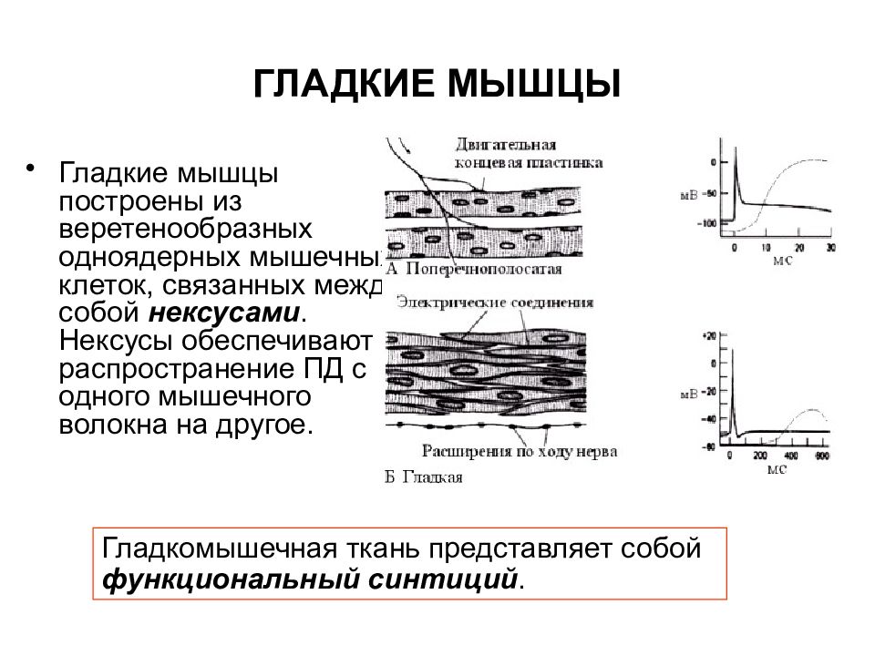 Потенциал покоя гладкомышечного волокна равен. Потенциал действия гладкой мышцы. Пд мышечной волокна физиология. Потенциал действия гладких мышц физиология. Кривую потенциала действия гладкой мышцы.