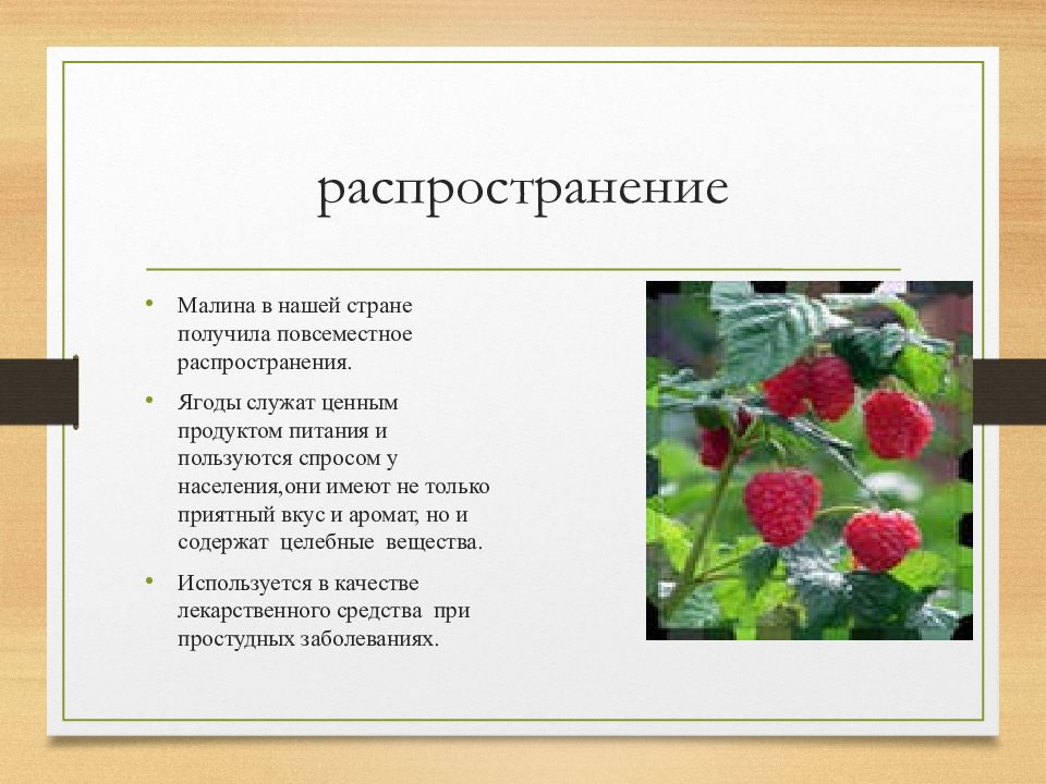 Что означает малиновый. Многокостянка малины. Приспособление для распространения малины. Малина способ распространения. Строение малины.