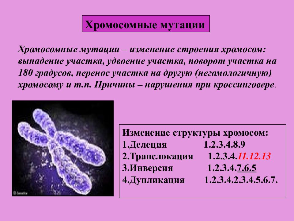 Хромосомная мутация презентация