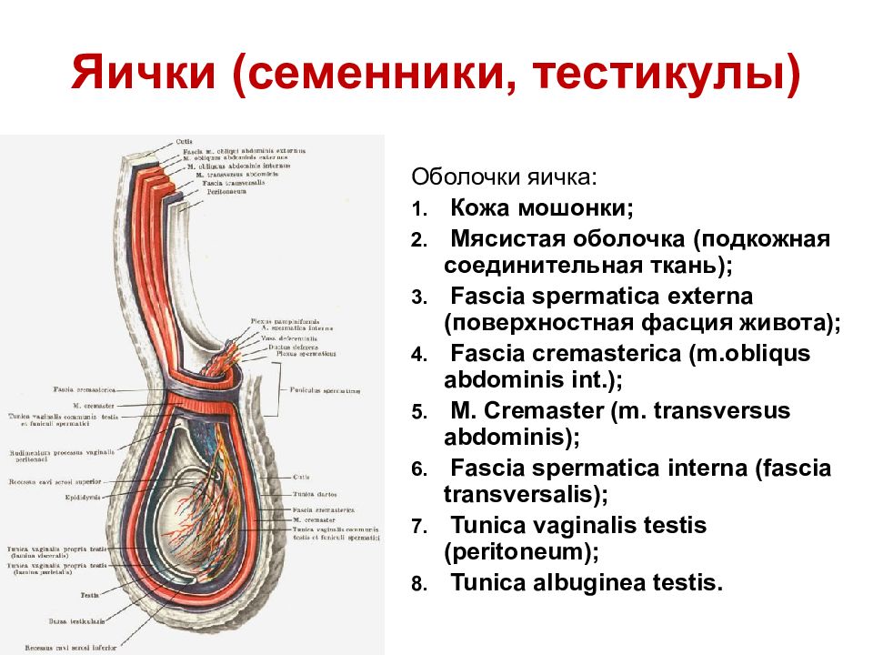 Мужские яички схема