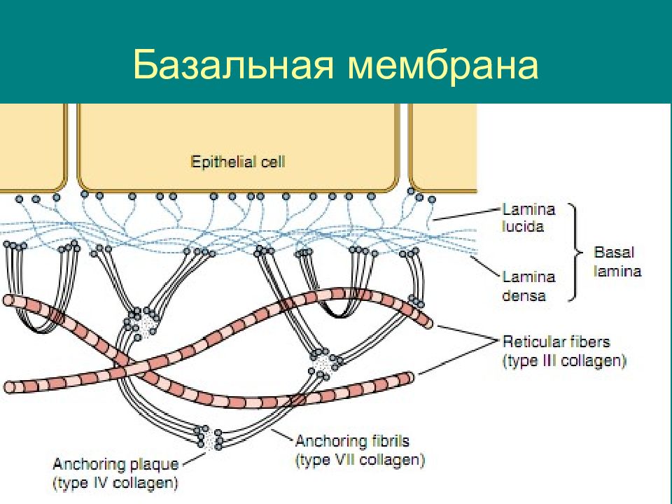 Базальная мембрана функции. Строение базальной мембраны эпителия. Lamina lucida базальной мембраны. Схема строения базальной мембраны. Lamina densa базальной мембраны.