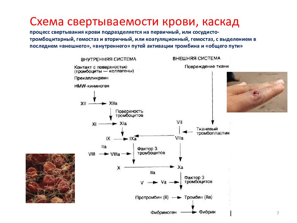 Схема системы свертывания крови