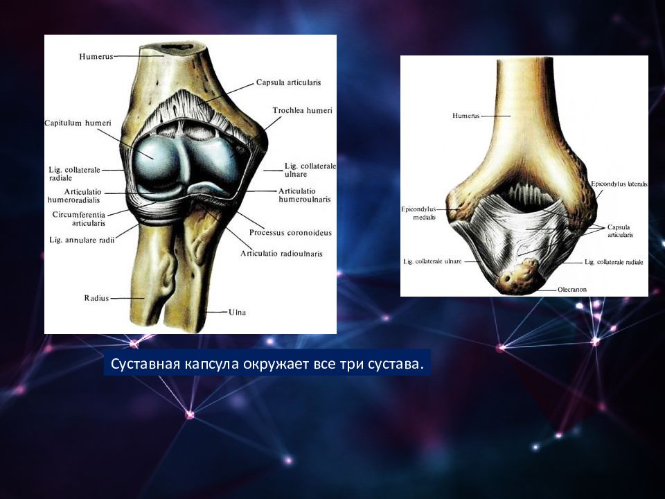 Артрология. Учение о соединениях костей артрология. Артрология локтевого сустава. Артрология коленный сустав.