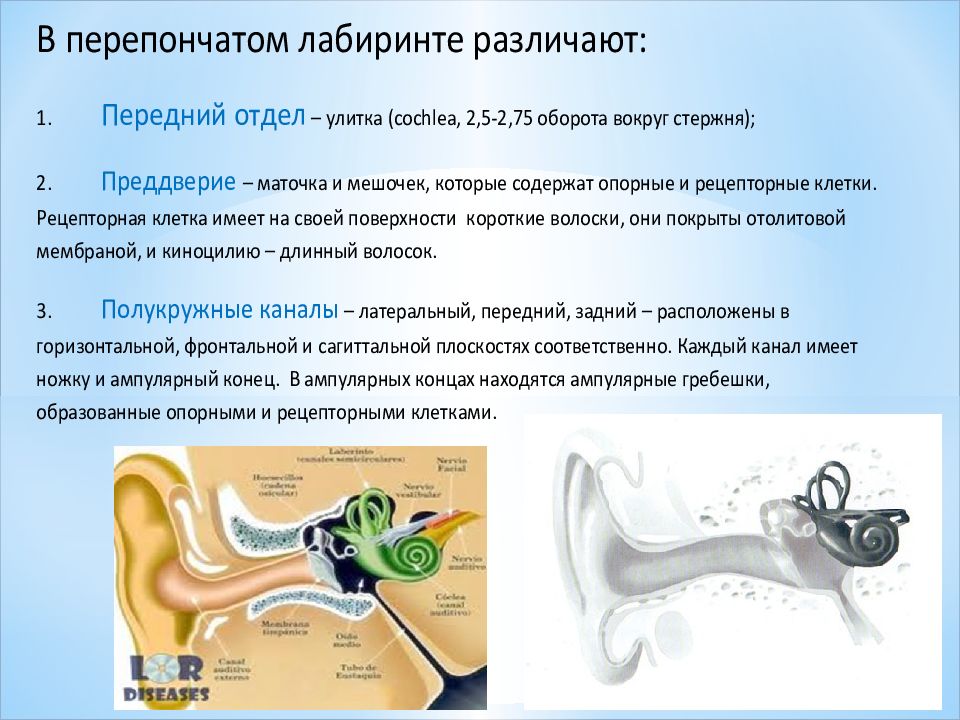 Синуситы лор презентация