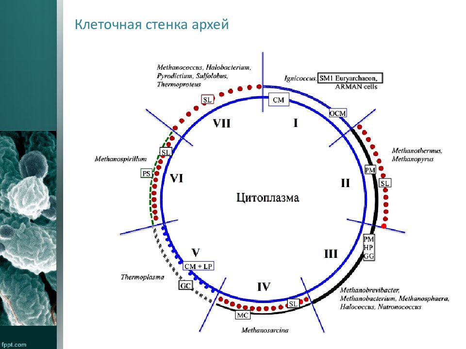 Строение архей. Архебактерии строение клетки. Археи строение клетки. Строение мембраны Архей. Клеточная стенка Архей.