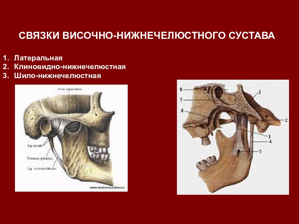 Височно нижнечелюстной сустав. Связочный аппарат височно-нижнечелюстного сустава. ВНЧС суставная капсульные связки. Связки ВНЧС анатомия. Височно челюстной сустав связки.