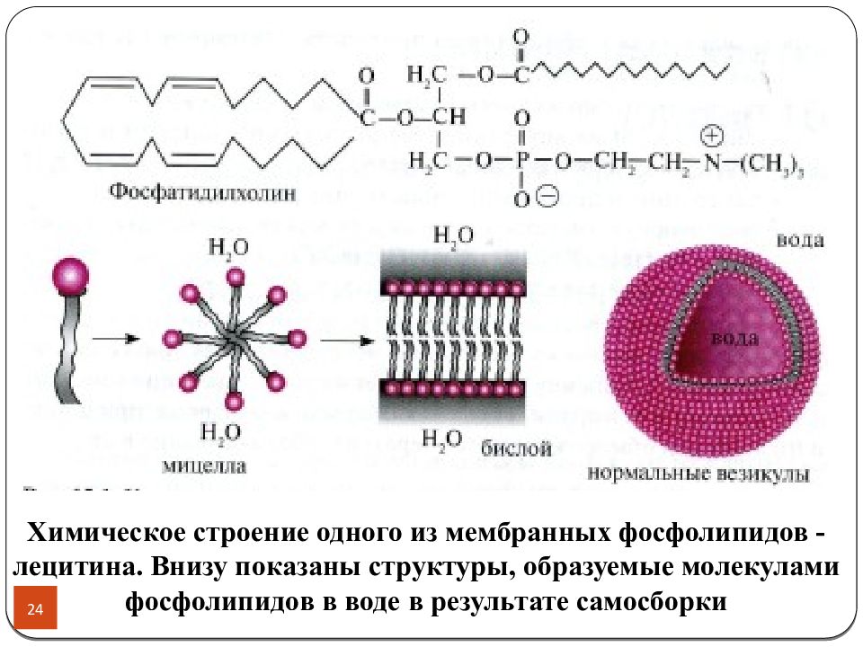 Показана структура. Фосфолипидный бислой функции. Структура мембраны биофизика. Химическое строение фосфолипидов. Строение фосфолипидов в воде.
