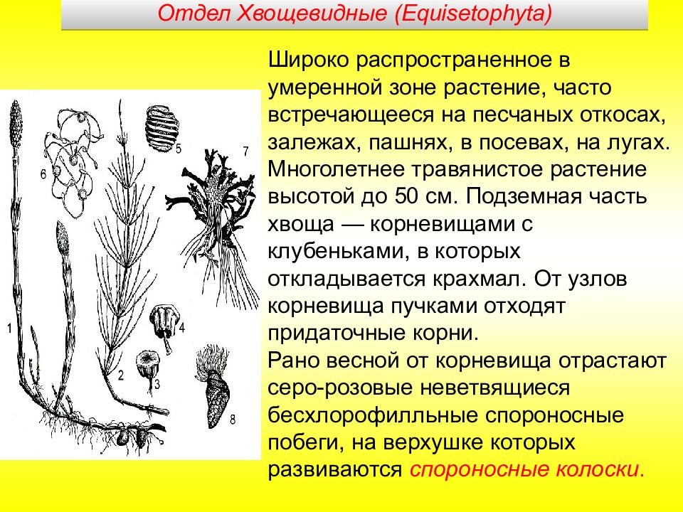 Жизненная форма плаунов. Папоротниковидные Плауновидные Хвощевидные. Отдел Папоротниковидные Хвощевидные и Плауновидные. Папоротниковидные Плауновидные Хвощевидные 5 класс Пасечник. Папоротниковидные хвощовык.