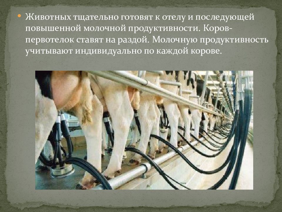 Молочная продуктивность. Молочная продуктивность крупнорогатого скота. Повышение продуктивности коровы. Корова и молоко продуктивность. Факторы молочной продуктивности КРС.