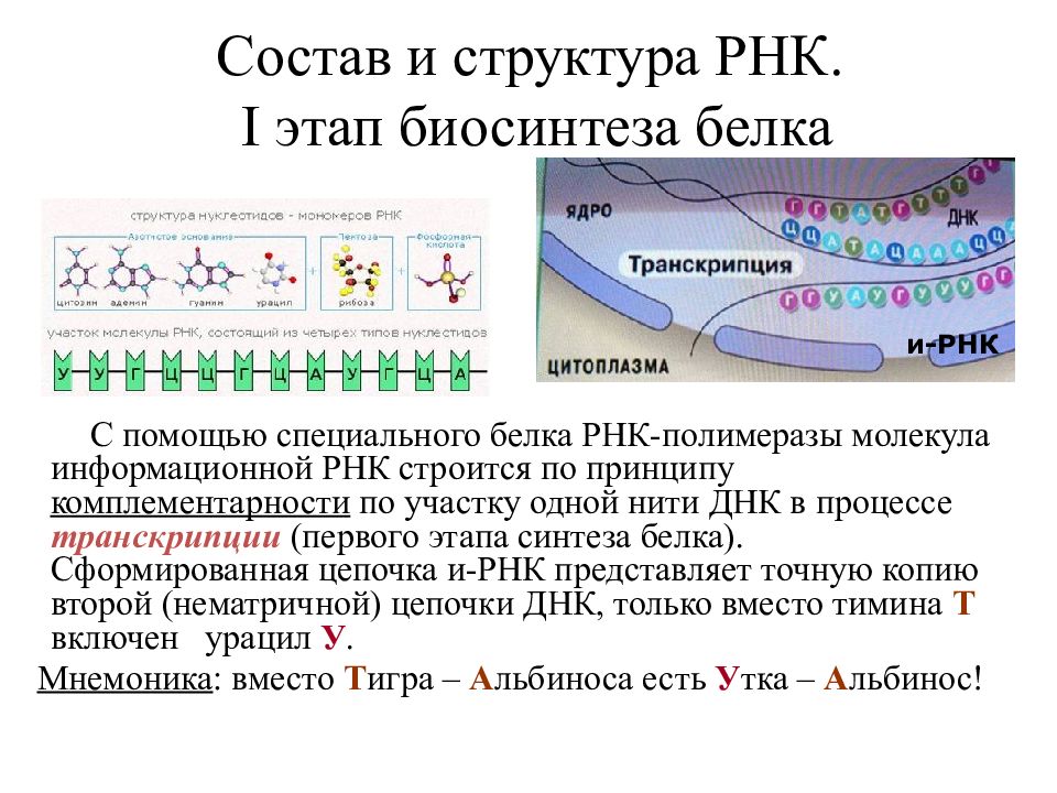 Каким номером на рисунке обозначен исходный продукт синтеза рнк ферментом рнк полимеразой