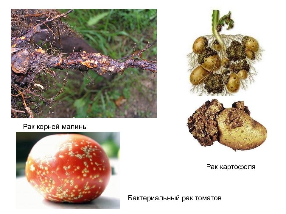 Бактериальный рак томатов фото. Бактериоз (бактериальный рак) томатов. Бактериоз плодов томатов. Сосудистый бактериоз томатов. Рачки бактерии.