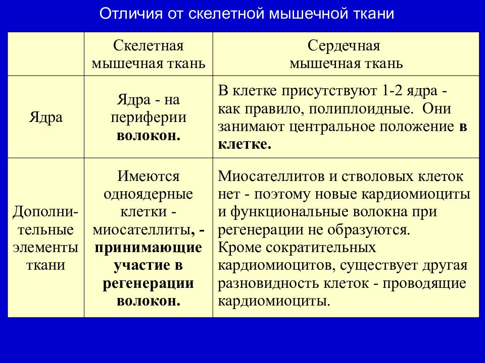 Отличия тканей. Отличия скелетной и сердечной мышечной ткани. Скелетная и сердечная мышечные ткани отличия. Различие скелетной и сердечной мышцы. Сходства и различия мышечных тканей.