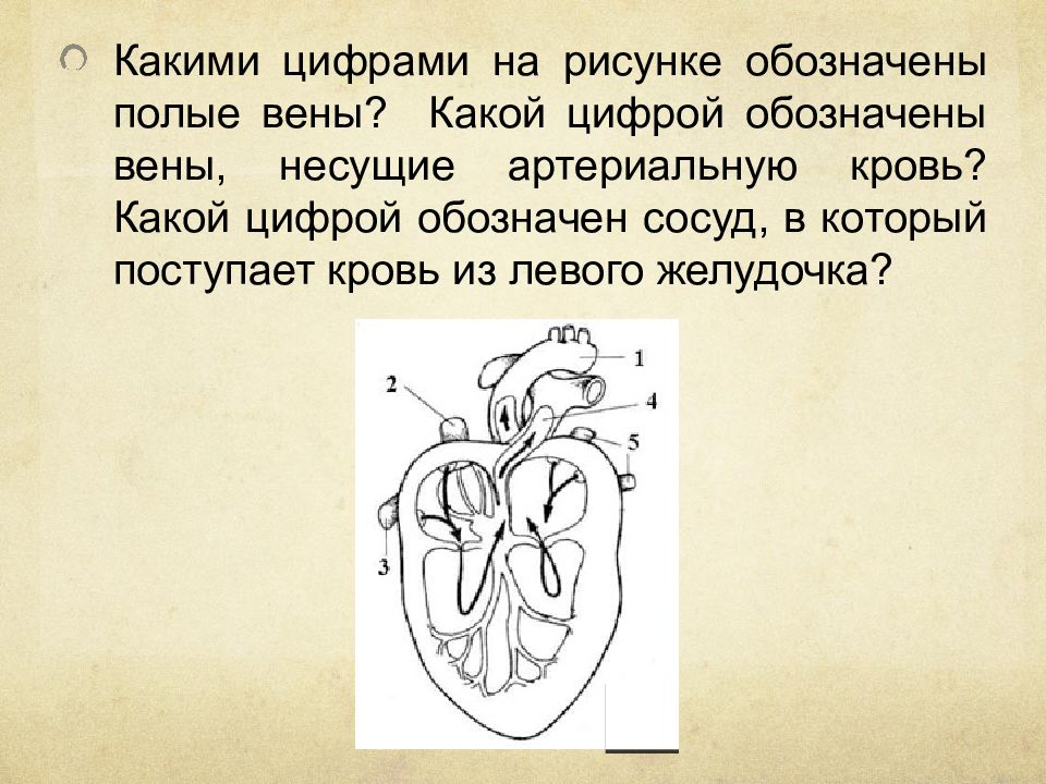 Под цифрой 7 на рисунке изображен. Какими цифрами обозначены на рисунке полые вены. Какой цифрой обозначены вены несущие артериальную кровь. Вена несущая артериальную кровь. Какими цифрами на рисунке обозначены:.