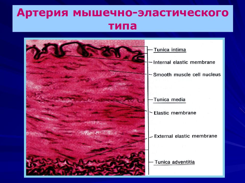 Артерия эластического типа схема