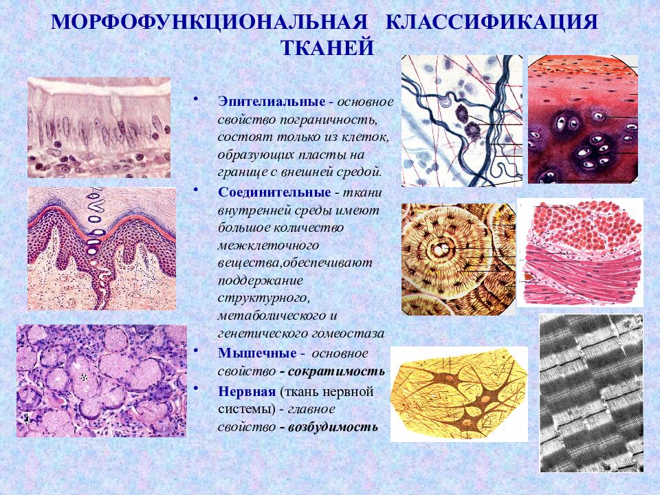 Эпителиальная ткань соединительная ткань нервная ткань