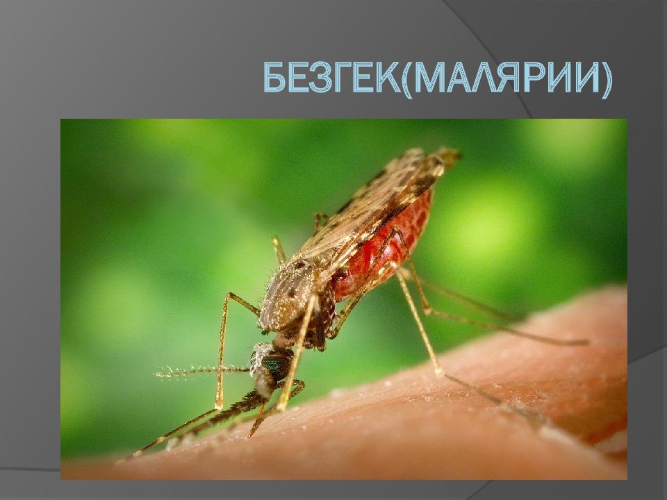 Безгек (Малярии)