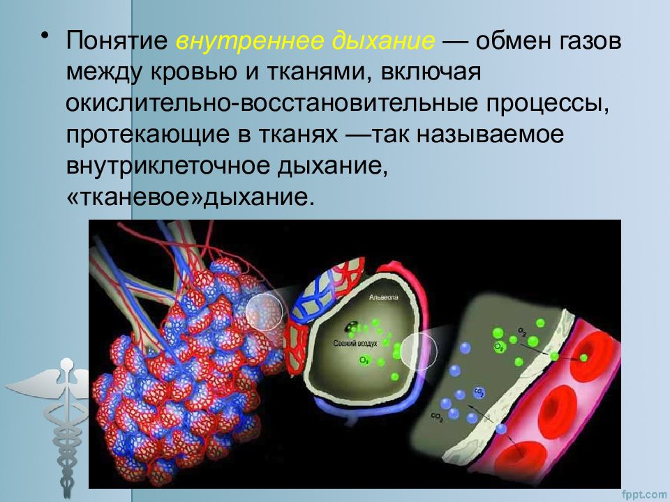 Внутреннее понятие. Процессы протекающие в тканях. Участвуют в распределении воды между кровью и тканями. 5. Газообмен между кровью и тканями.. 3. Газообмен между кровью и тканями.