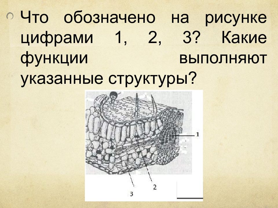 Обозначьте структуры указанные на рисунке. Что обозначено цифрами на рисунке?. Что обозначено на рисунке цифрами 1.2 3. Что обозначено на рисунке цифрами 1, 2, 3? Какие функции структуры?. Что обозначает рисунок.