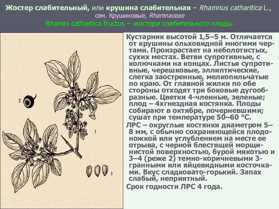 Плоды жостера слабительного