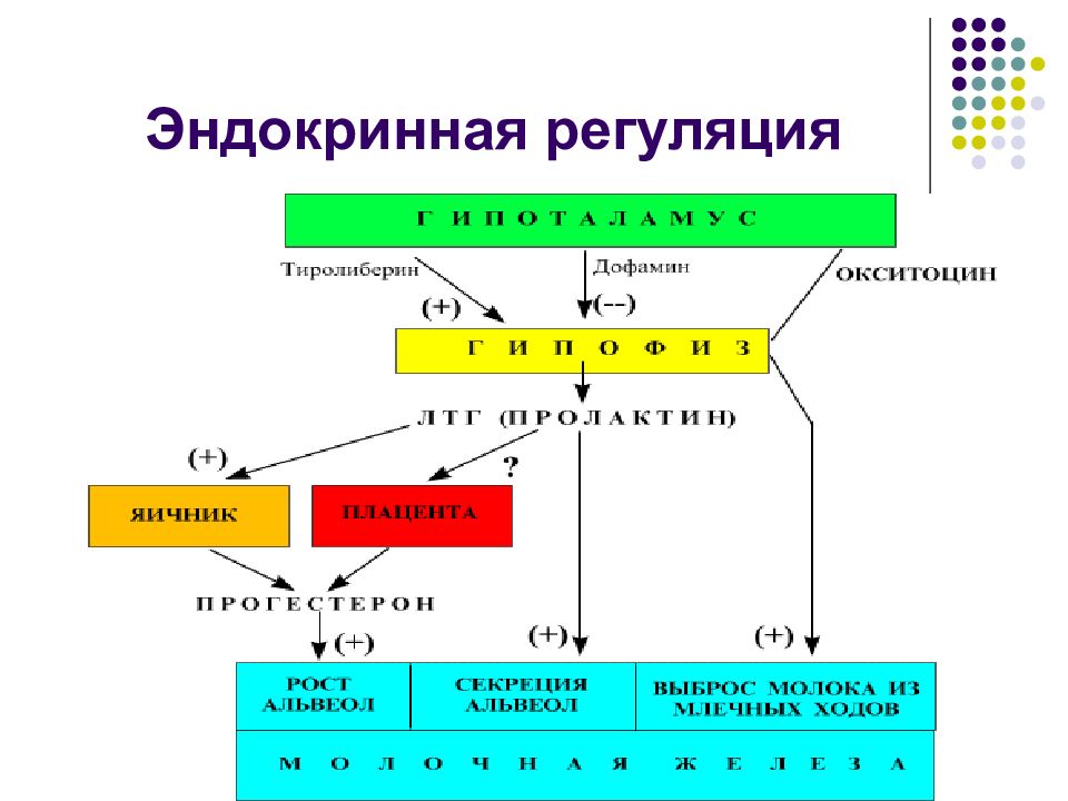 Эндокринная регуляция. Эндокринная дисрегуляция. Эндокринная регуляция женской половой системы. Регуляция эндокринных функций.