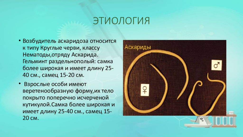 Аскаридоз ответ. Аскаридоз этиология. Аскаридоз возбудитель. Этиология аскаридоза у детей. Возбудитель аскаридоза относится к классу.