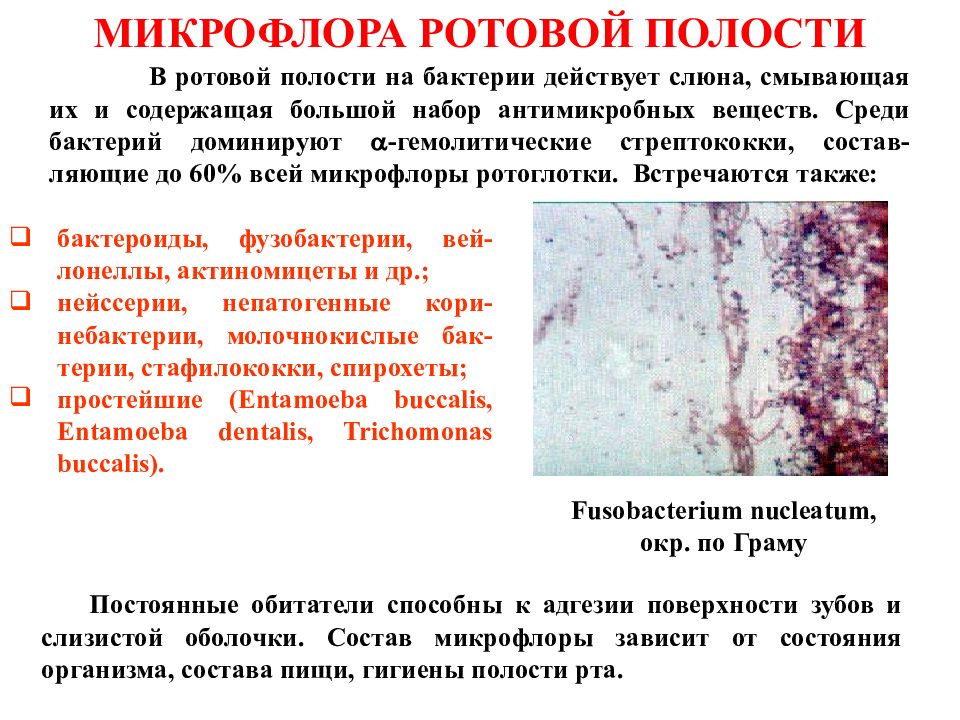 Роль слизистых оболочек. Нормальная микрофлора ротовой полости организма. Условно патогенная микрофлора полости рта. Микрофлора слизистой оболочки полости рта. Состав нормальной микрофлоры полости рта.