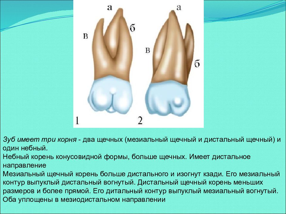 Строение 26. Корни зубов анатомия. Название корней зубов. Мезиальный и дистальный корень зуба. Медиально щечный корень зуба.