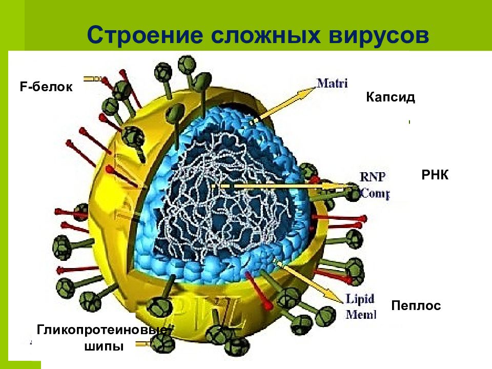 Сложные вирусы