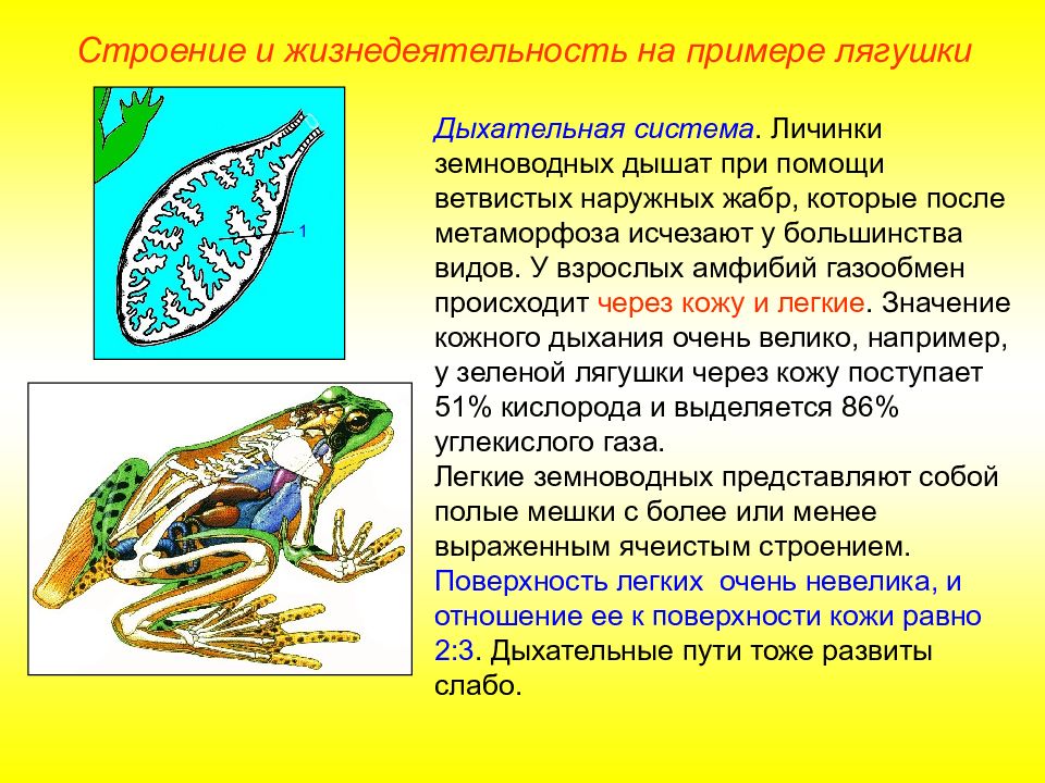 Как дышат лягушки. Надкласс земноводные. Наземных позвоночных. Надкласс позвоночных. Органы дыхания лягушки.