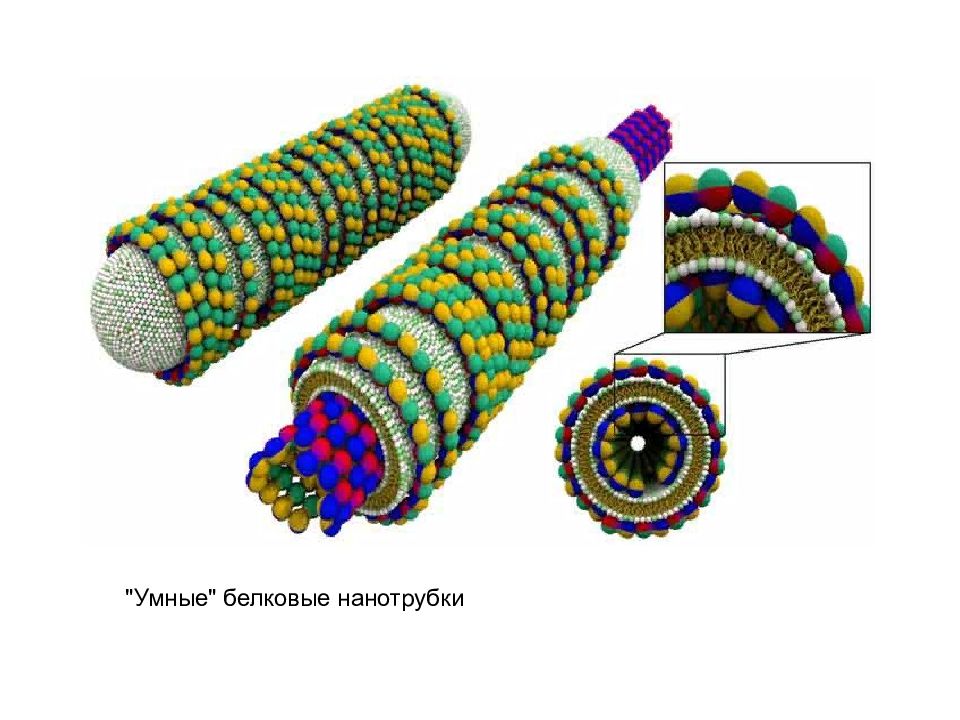 Нанотехнологии в биологии. Нанотехнологии белковые нанотрубки. Наночастицы в биологии. Нанотехнологии в биологии и медицине. Применение наноматериалов в биологии.