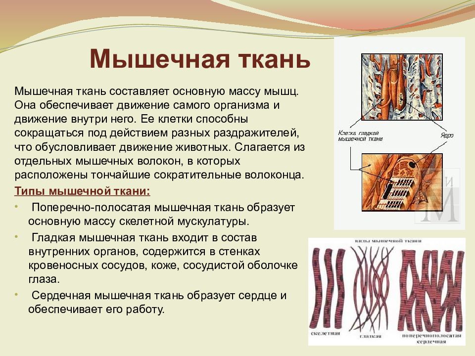 Строение и функции гладкой мышечной ткани животных. Мышечная ткань строение функции 5 класс биология. Строение мышечной ткани 8 класс биология. Мышечная ткань функции и строение 8 класс биология. Состав тканей животных