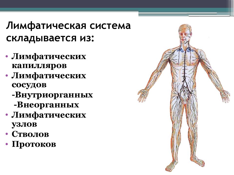 Лимфатическая система презентация по анатомии