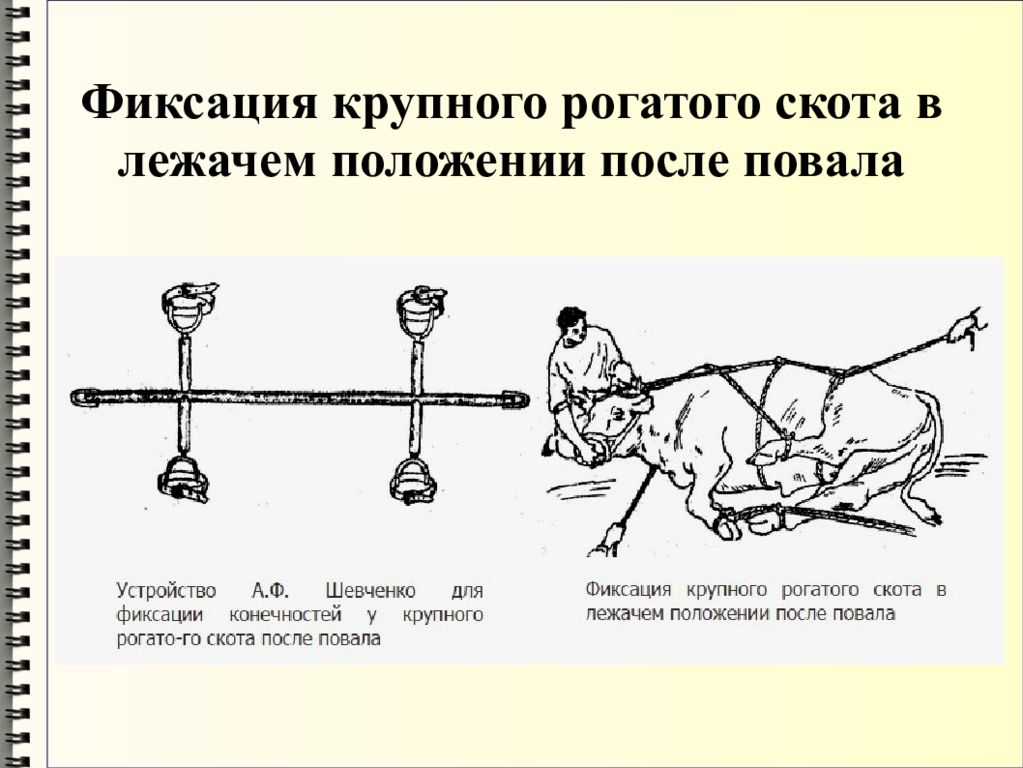 Фиксация изображения. Фиксация КРС Комолых. Методы фиксации и повала КРС. Фиксация крупного рогатого скота в лежачем положении. Фиксация КРС В стоячем положении в станке.