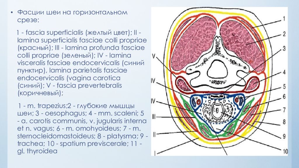 Фасции шеи схема