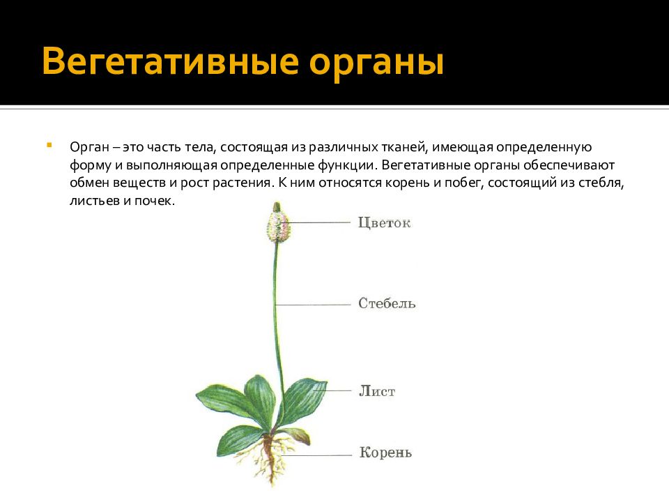 Образование цветка появление вегетативных. Вегетативные органы. Вегетативные органытэто. Органы растений. Вегетативные органы это органы.