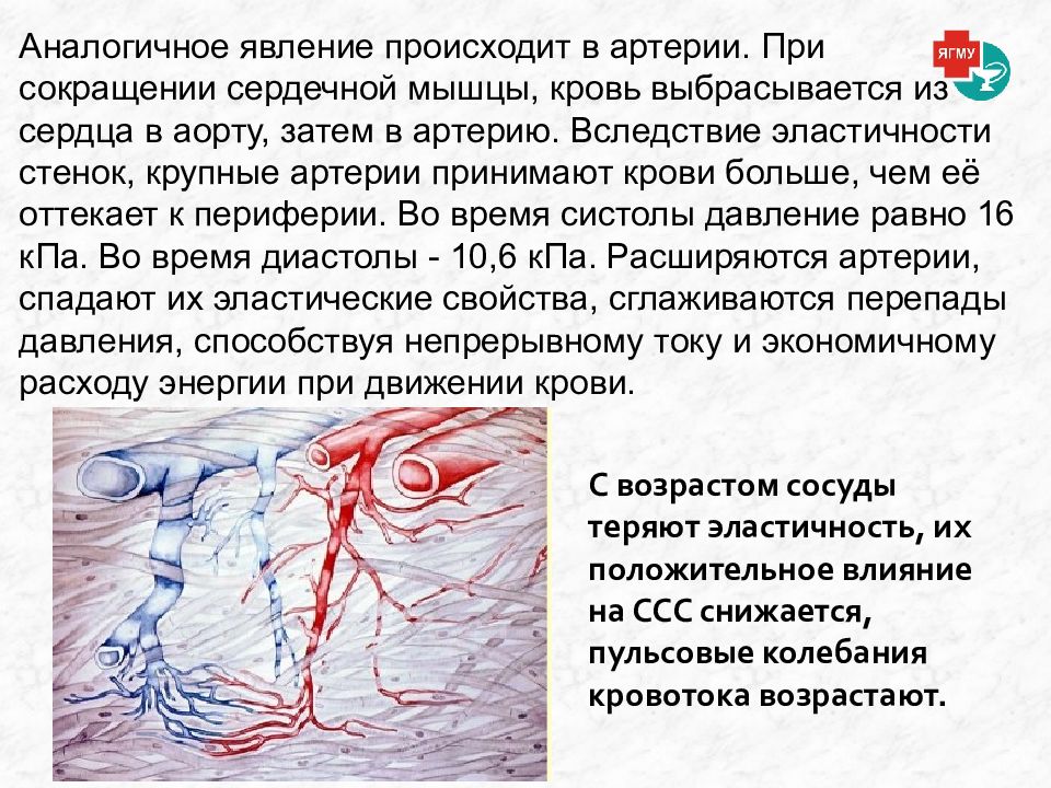 Реология крови презентация