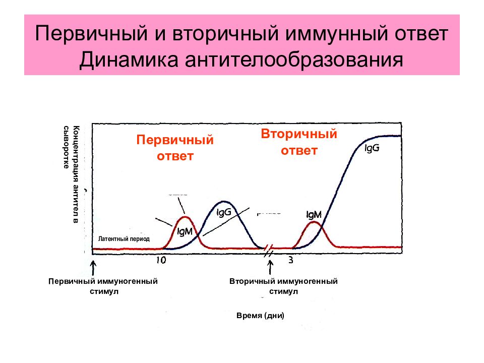 Динамика ответов. Динамика образования антител микробиология. Динамика образования антител первичный и вторичный иммунный ответ. Первичный иммунный ответ и вторичный иммунный ответ. Первичный и вторичный иммунный ответ иммунология.