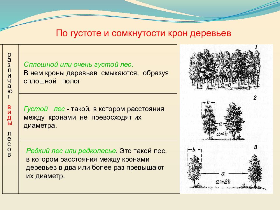 В мелколесье юные деревца всех пород