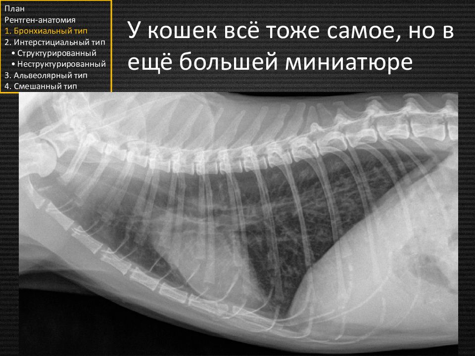 Анатомия рентген. Анатомия кошки рентген. Рентгенограммы анатомия. Рентген анатомия лёгких. Рентген анатомия новорожденных.