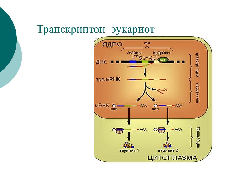 Обмен веществ у эукариот