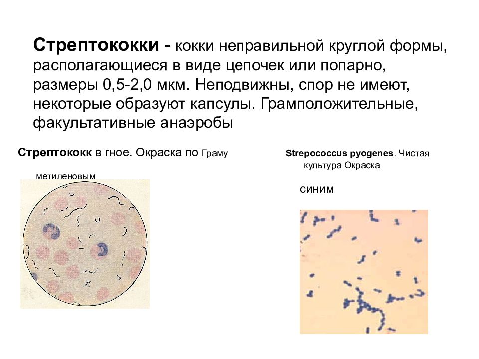 Патогенные кокки презентация