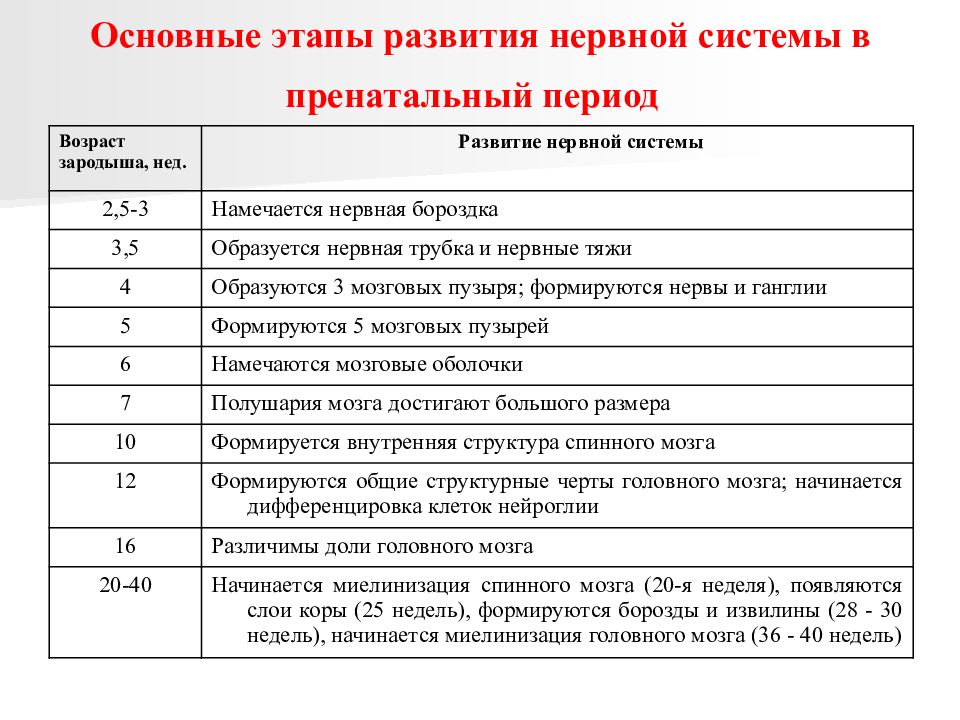 Схема развития нервной системы