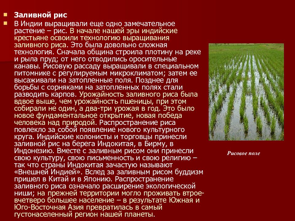 Распространение культуры. Что выращивают в Индии. Заливный рис. Какие культуры выращивали крестьяне. Какие растения выращивал крестьянин.