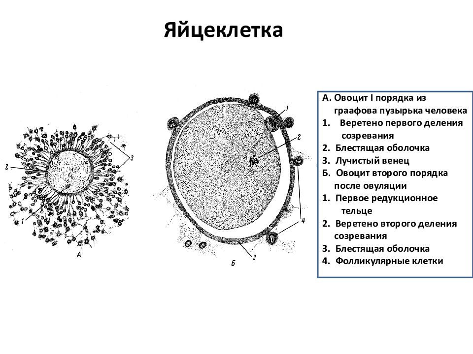 Ооциты деление. Строение овоцита гистология. Овоцит 2. Строение яйцеклетки человека схема. Яйцеклетка и овоцит 2 порядка.