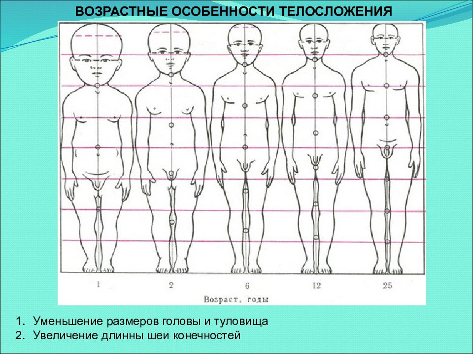 Туловище голова голова туловище. Анатомия пропорции тела ребенка. Возрастные пропорции фигуры. Пропорции голова туловище ноги. Пропорции фигуры подростка.